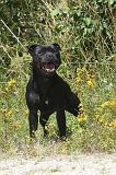STAFFIE 048